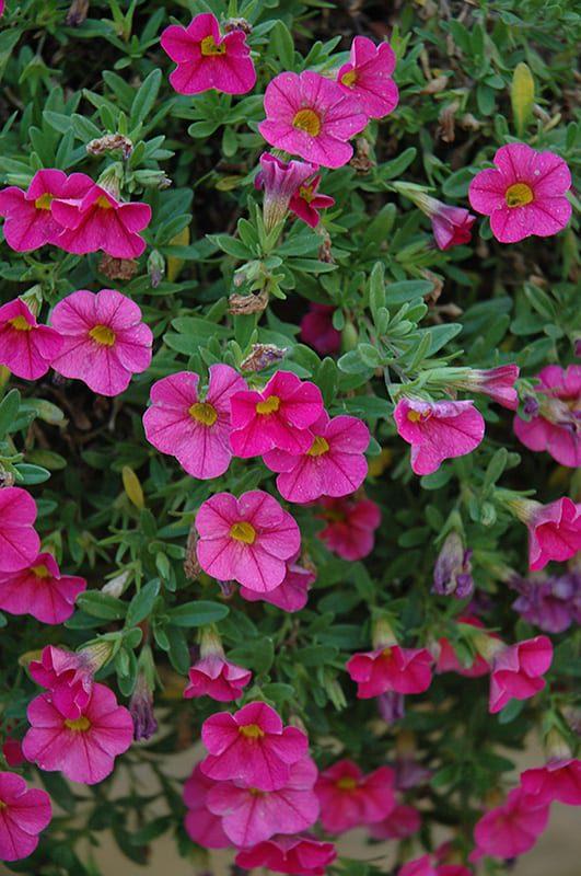Calibrachoa 'cabaret Pink' - View 9 from www redcrocus com