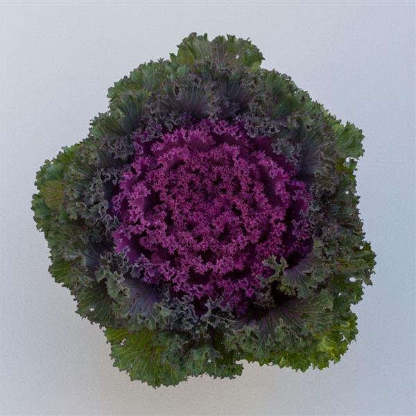 Kale 'bright And Early White' - View 3 from www redcrocus com