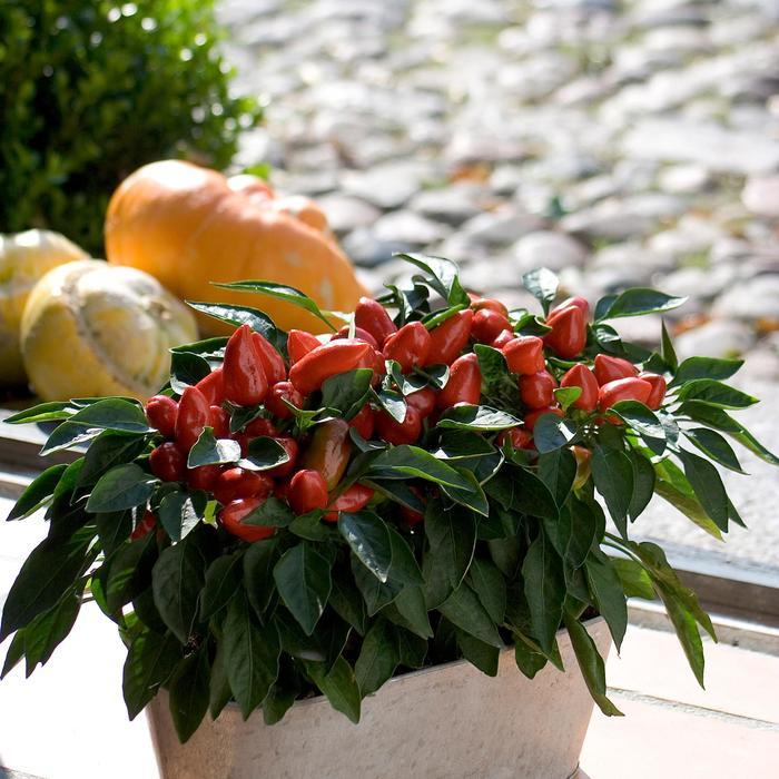 Pepper, Ornamental 'samba Red' - View 22 from www redcrocus com