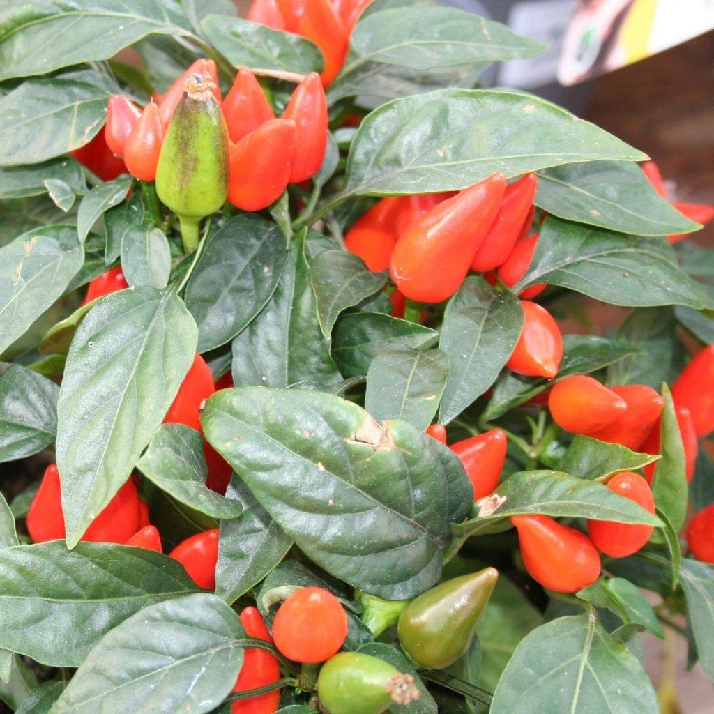 Pepper, Ornamental 'samba Red' - View 30 from www redcrocus com