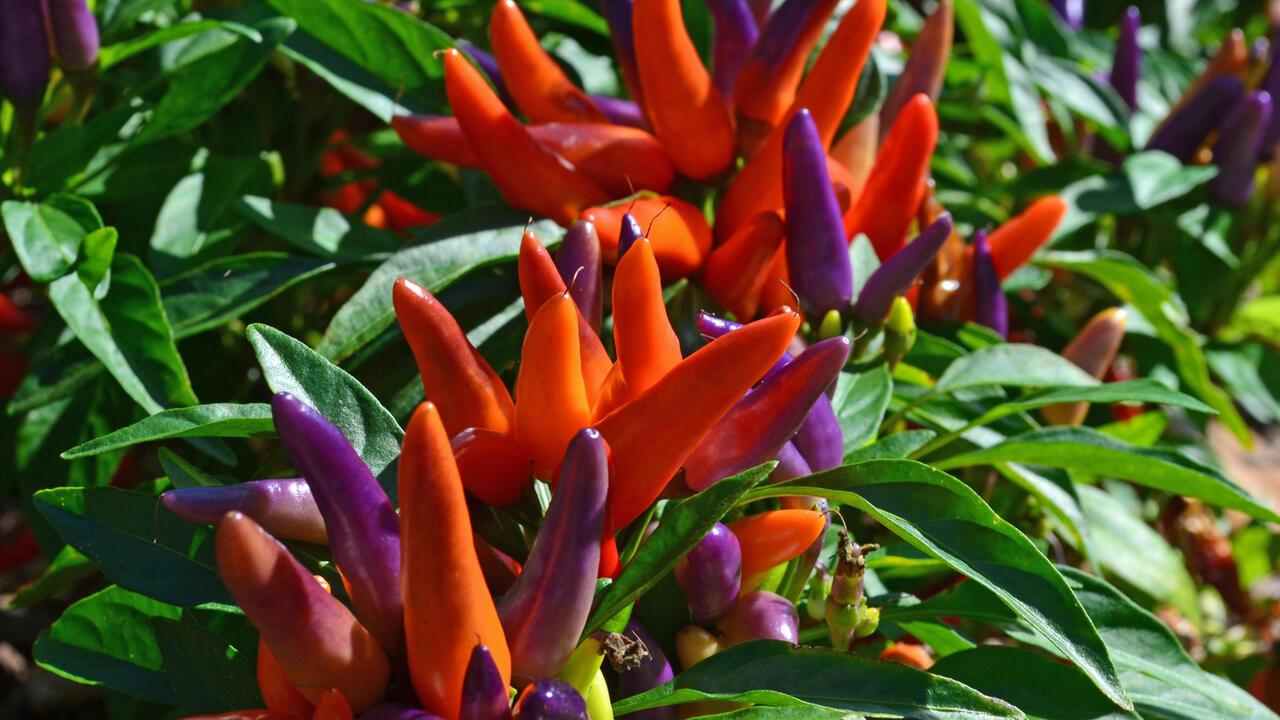 Pepper, Ornamental 'samba Red' - View 33 from www redcrocus com