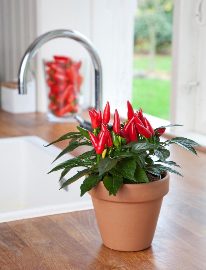 Pepper, Ornamental 'samba Red' - View 37 from www redcrocus com