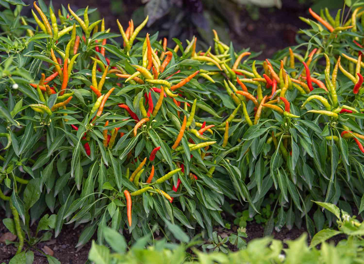Pepper, Ornamental 'samba Red' - View 40 from www redcrocus com