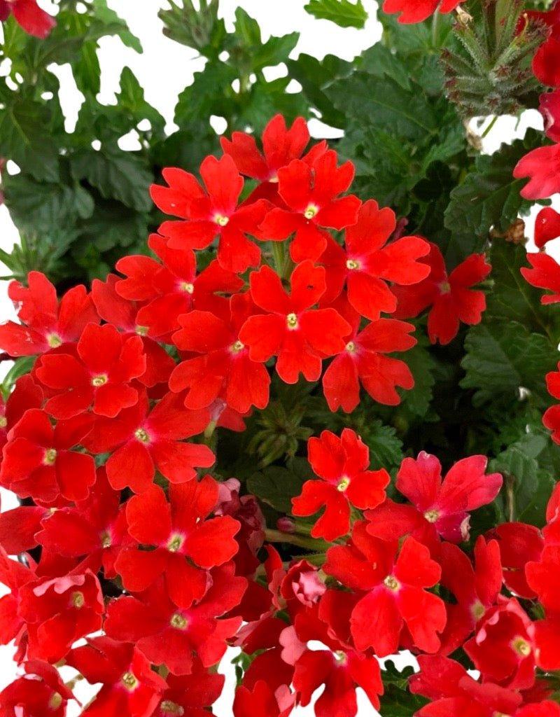 Verbena 'lascar Orange Lava' - View 10 from www redcrocus com