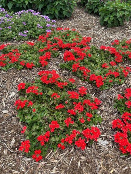 Verbena 'lascar Orange Lava' - View 13 from www redcrocus com