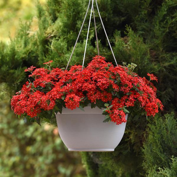 Verbena 'lascar Orange Lava' - View 1 from www redcrocus com