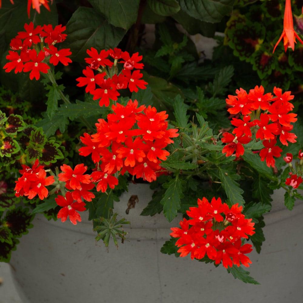 Verbena 'lascar Orange Lava' - View 3 from www redcrocus com