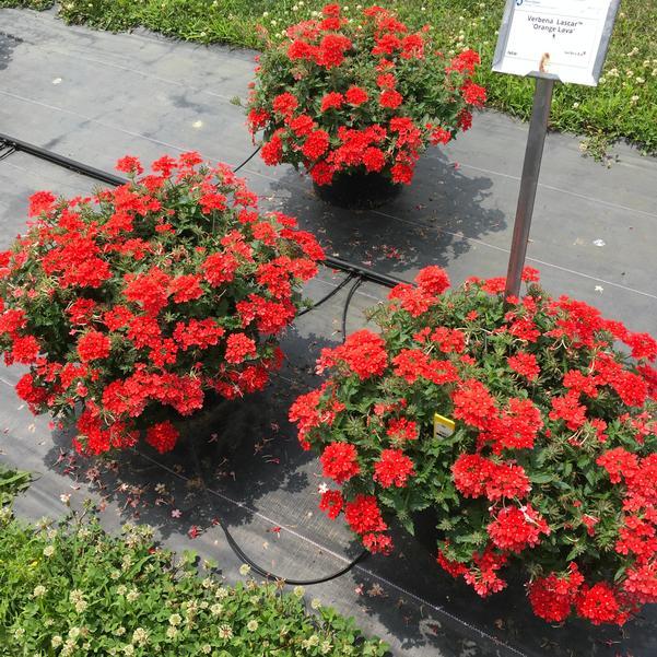 Verbena 'lascar Orange Lava' - View 5 from www redcrocus com