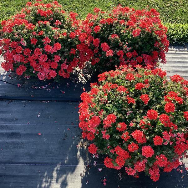 Verbena 'lascar Orange Lava' - View 6 from www redcrocus com