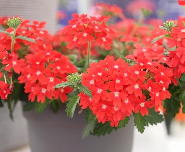 Verbena 'lascar Orange Lava' - View 7 from www redcrocus com