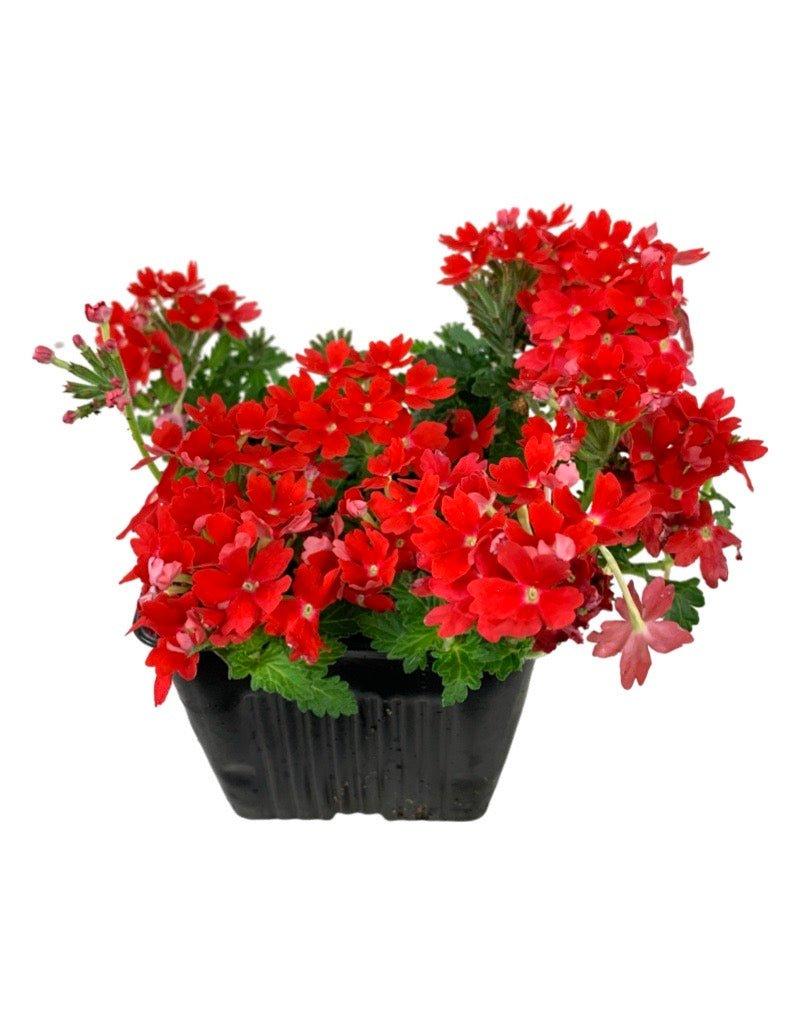 Verbena 'lascar Orange Lava' - View 9 from www redcrocus com