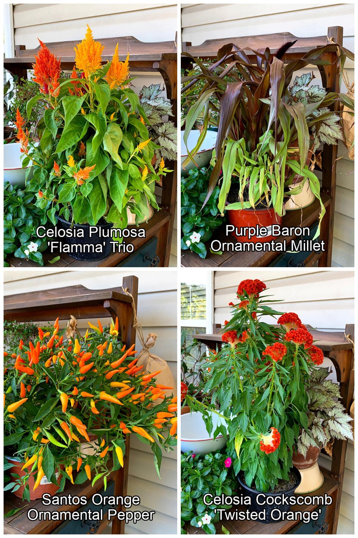 Pepper, Ornamental 'santos Red' - View 8 from www redcrocus com