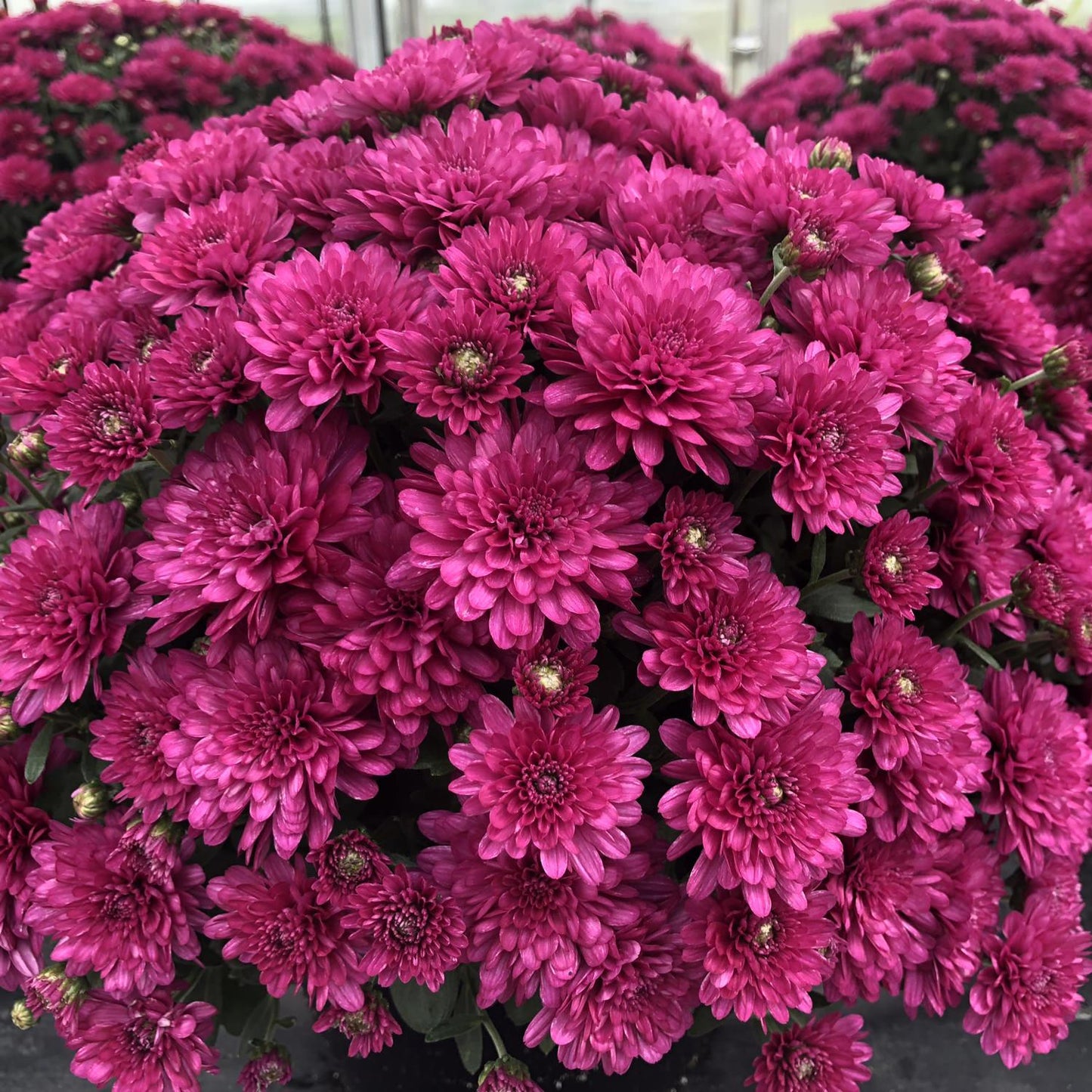 Mum Purple Stellar Purple - View 10 from www redcrocus com