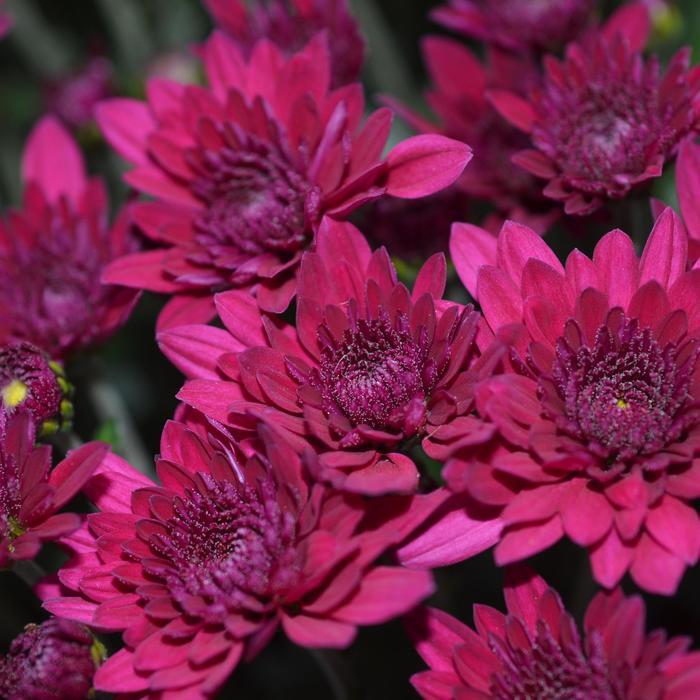 Mum Purple Stellar Purple - View 12 from www redcrocus com