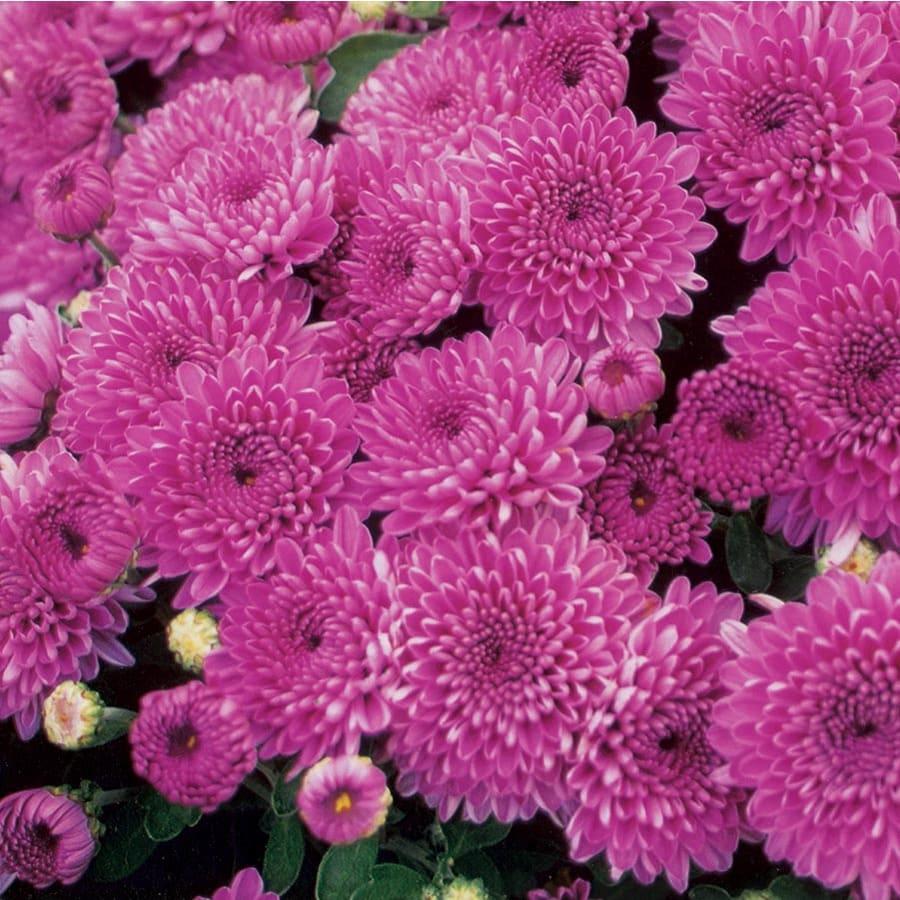 Mum Purple Stellar Purple - View 14 from www redcrocus com