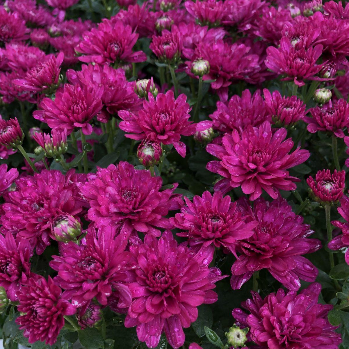 Mum Purple Stellar Purple - View 15 from www redcrocus com