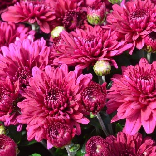Mum Purple Stellar Purple - View 16 from www redcrocus com
