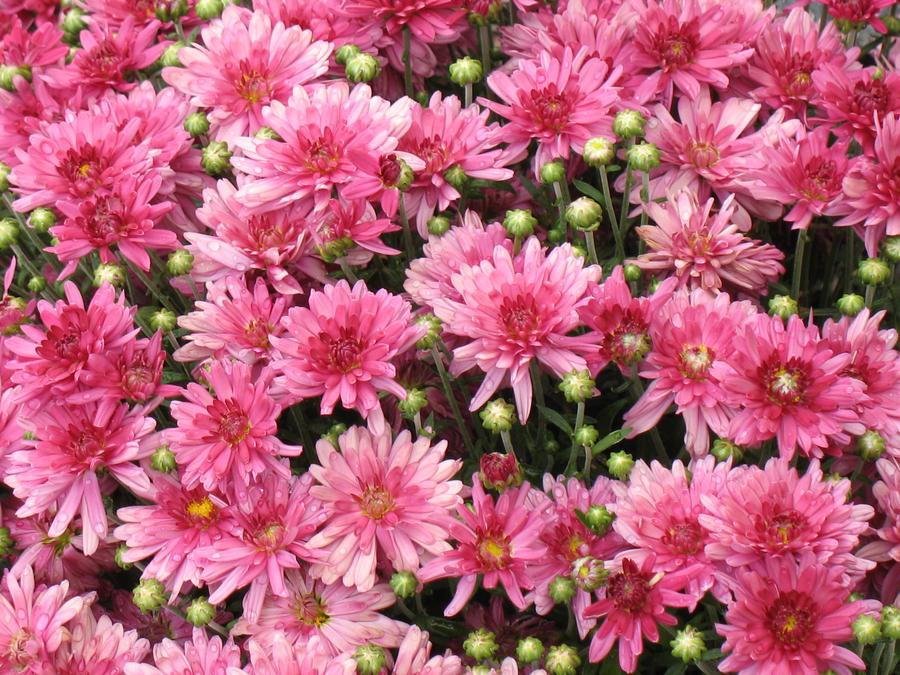 Mum Purple Stellar Purple - View 4 from www redcrocus com