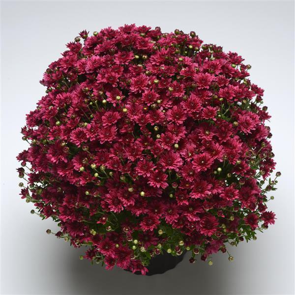 Mum Purple Stellar Purple - View 5 from www redcrocus com