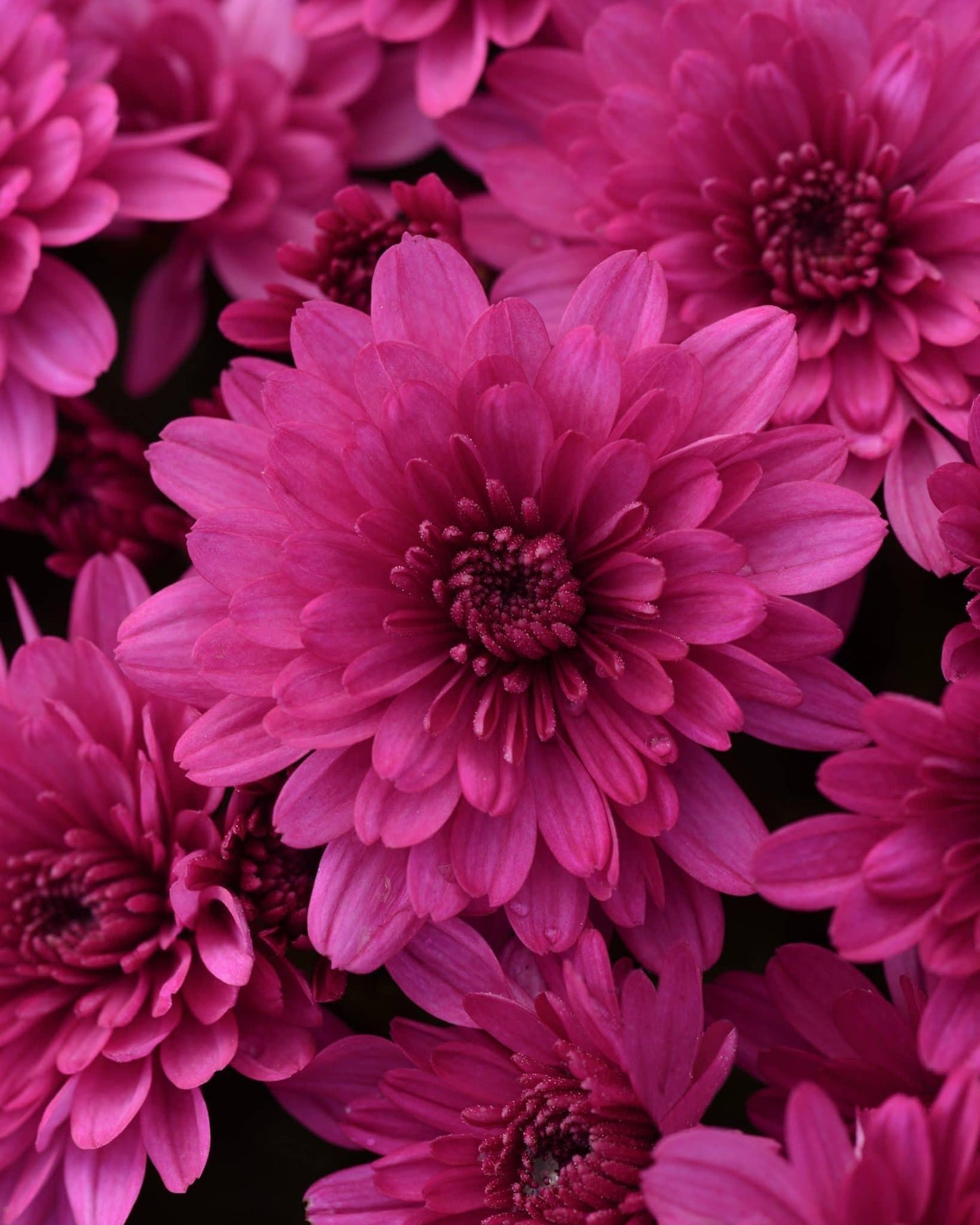Mum Purple Stellar Purple - View 6 from www redcrocus com