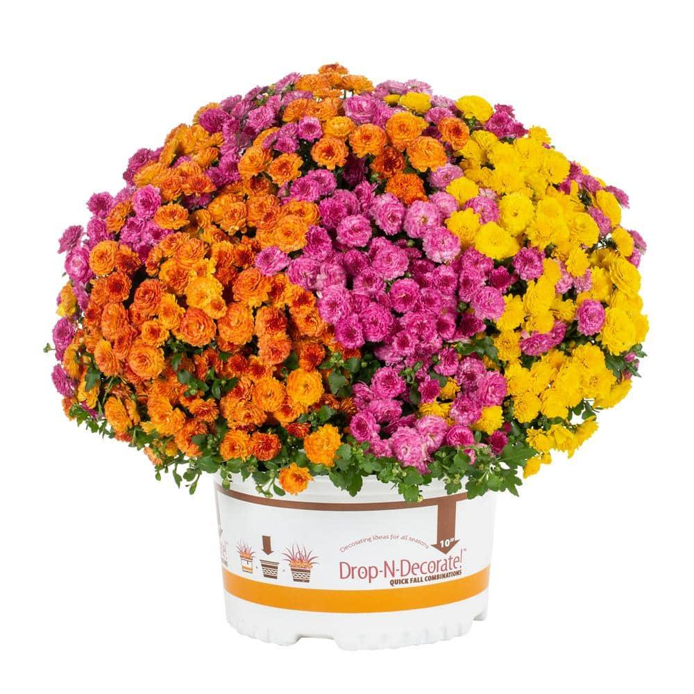 Mum Mix Stellar Mix - View 13 from www redcrocus com