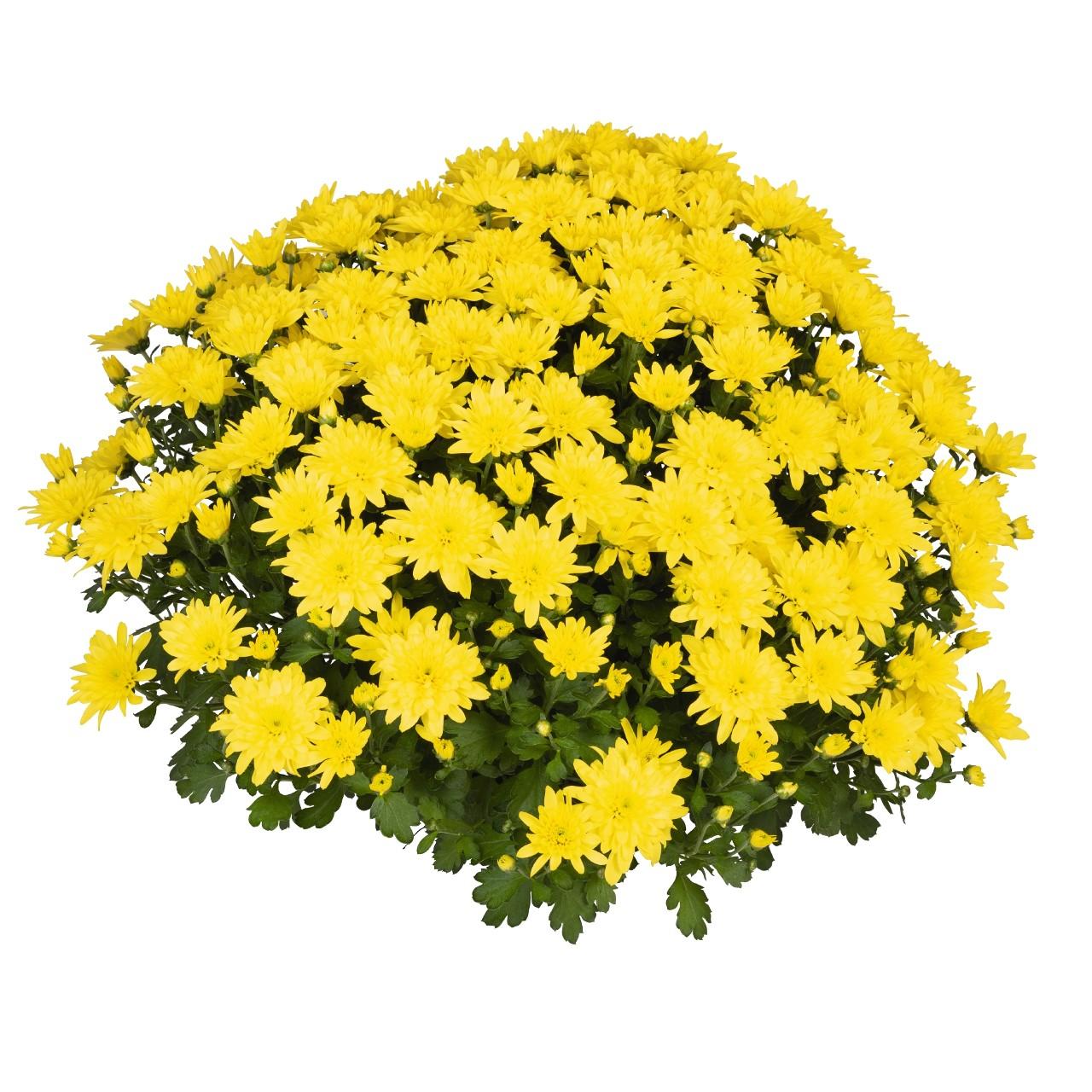 Mum Yellow Stellar Yellow - View 10 from www redcrocus com
