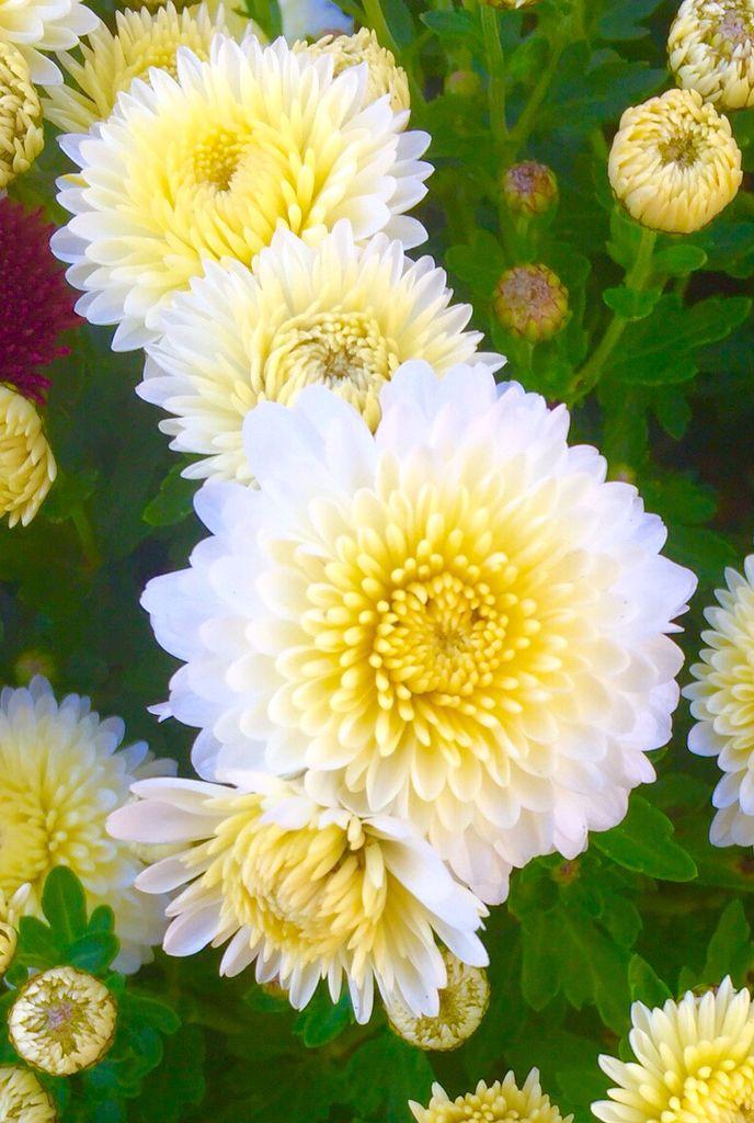 Mum Yellow Stellar Yellow - View 12 from www redcrocus com