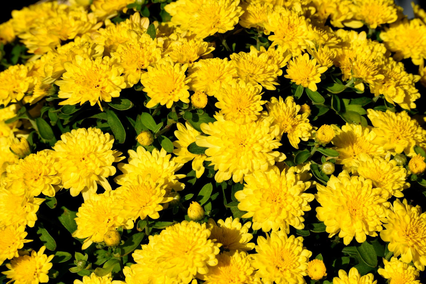 Mum Yellow Stellar Yellow - View 13 from www redcrocus com