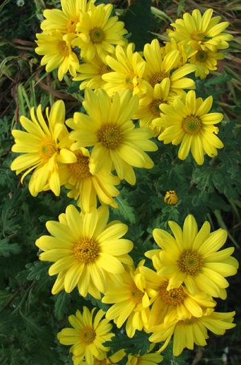 Mum Yellow Stellar Yellow - View 15 from www redcrocus com