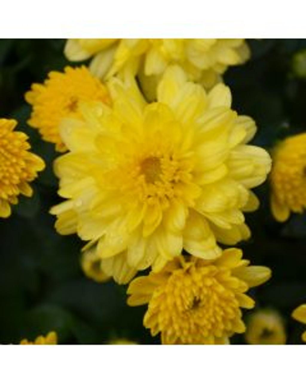 Mum Yellow Stellar Yellow - View 17 from www redcrocus com