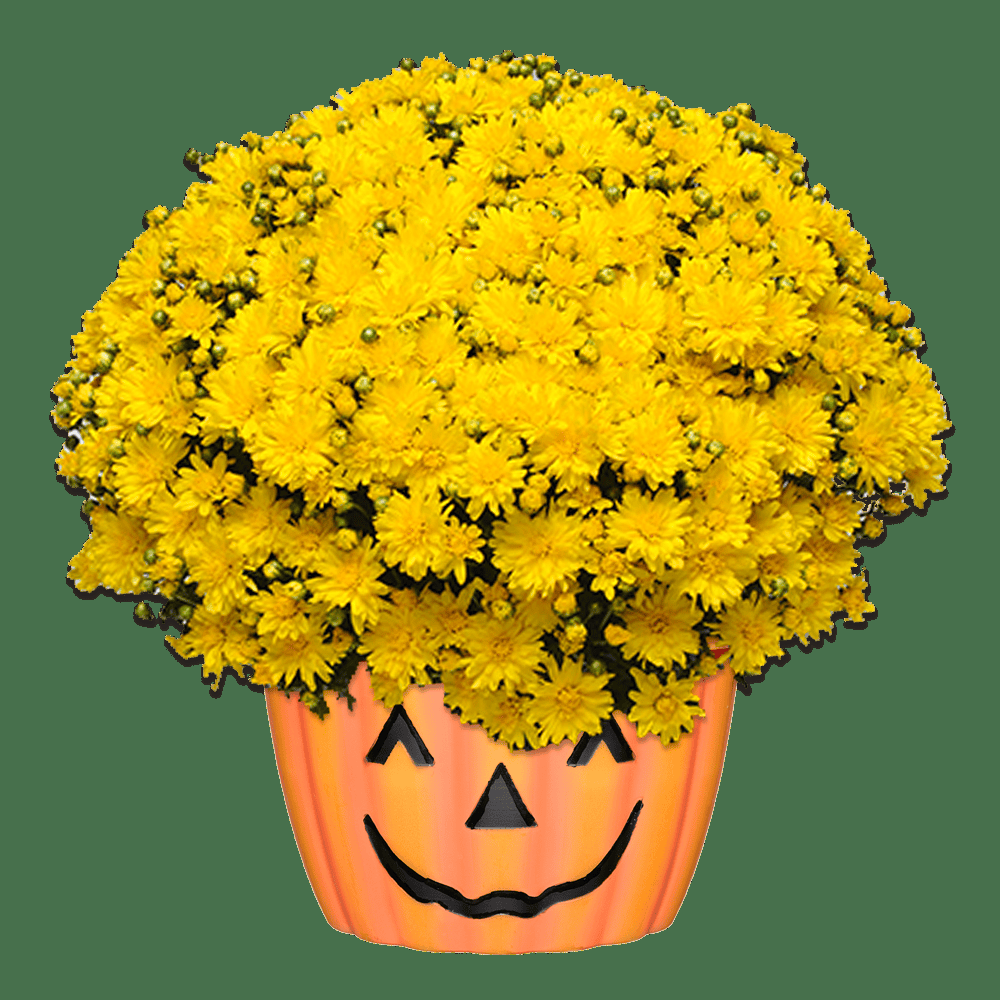 Mum Yellow Stellar Yellow - View 2 from www redcrocus com