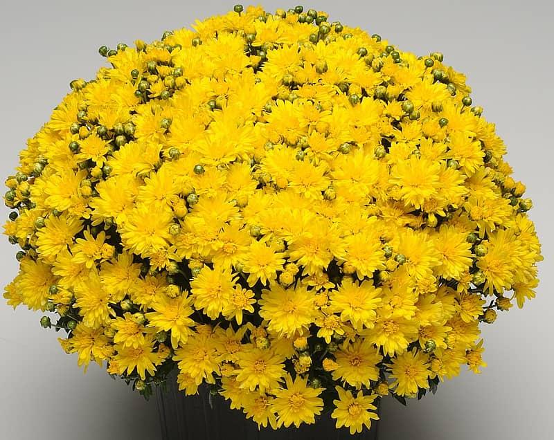 Mum Yellow Stellar Yellow - View 3 from www redcrocus com