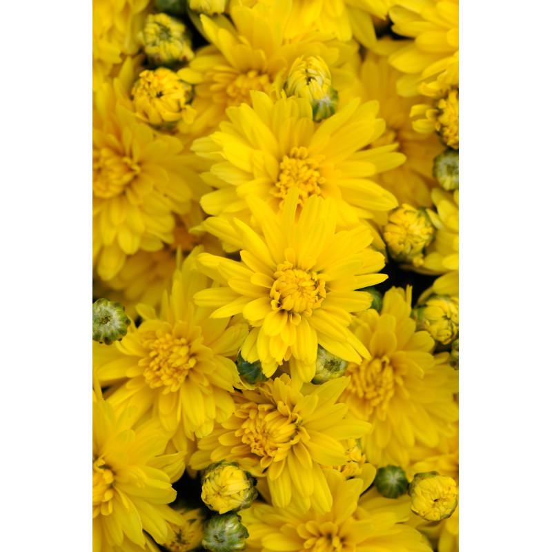 Mum Yellow Stellar Yellow - View 4 from www redcrocus com