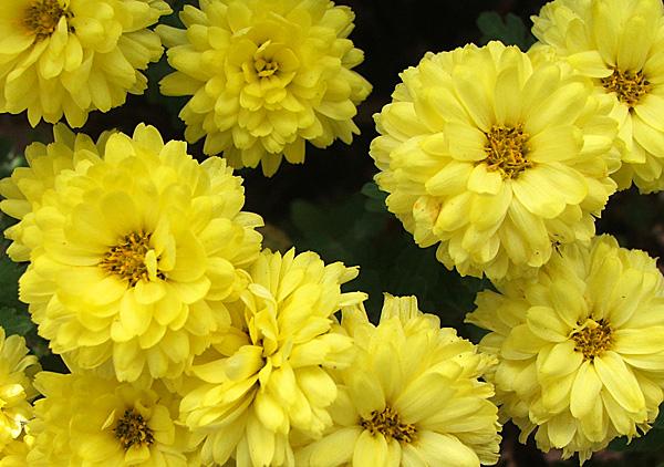 Mum Yellow Stellar Yellow - View 5 from www redcrocus com