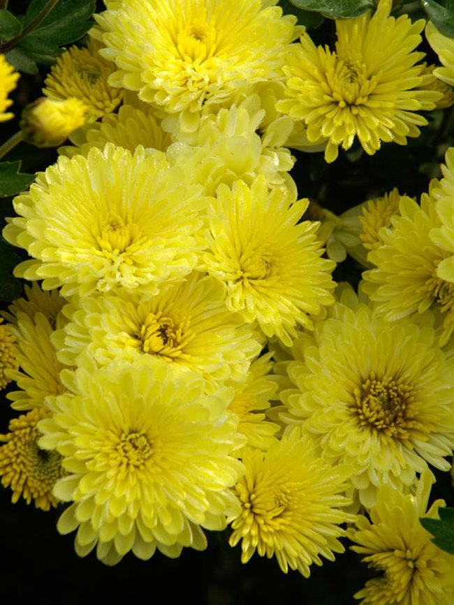 Mum Yellow Stellar Yellow - View 7 from www redcrocus com