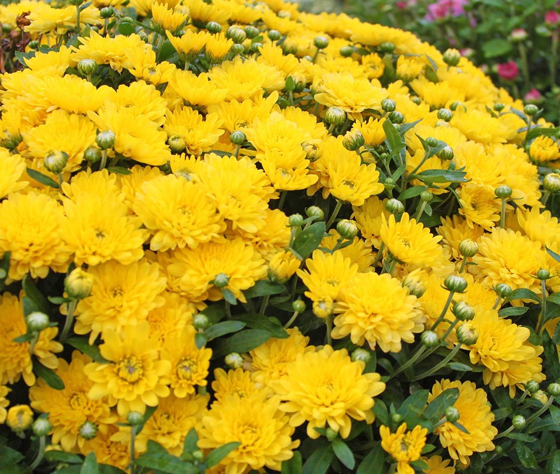 Mum Yellow Stellar Yellow - View 8 from www redcrocus com