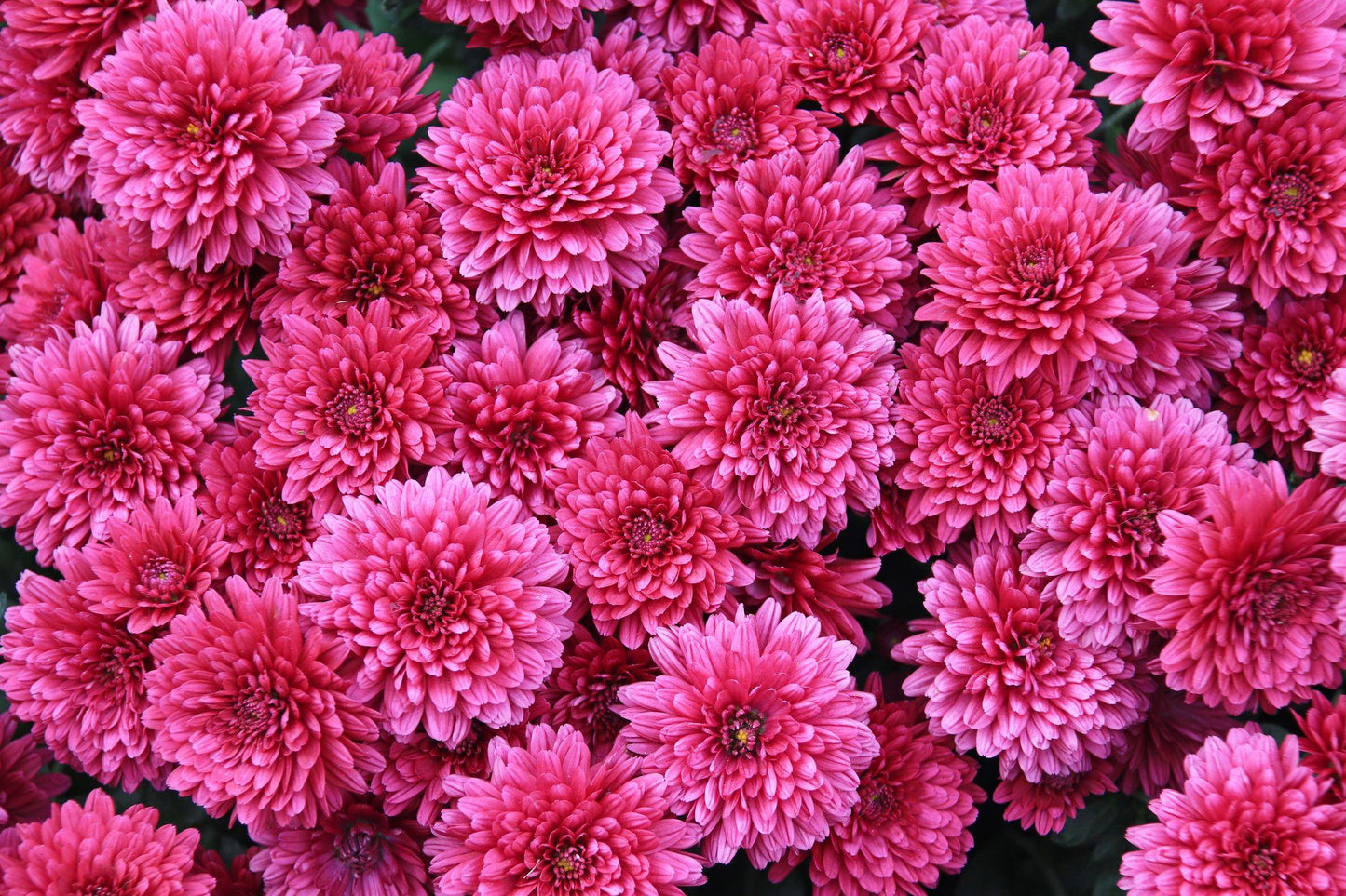 Mum Pink Stellar Pink - View 11 from www redcrocus com