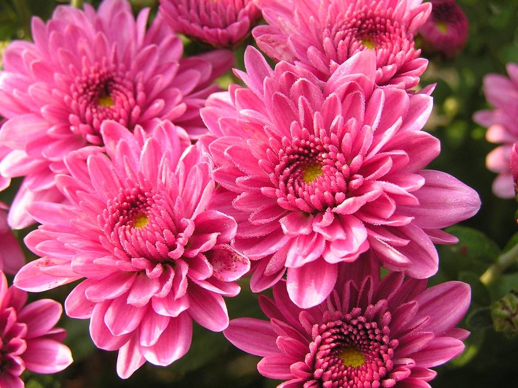 Mum Pink Stellar Pink - View 12 from www redcrocus com