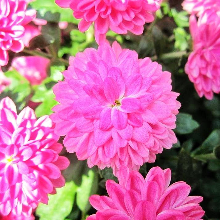 Mum Pink Stellar Pink - View 17 from www redcrocus com