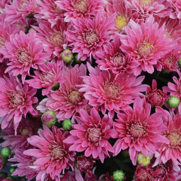 Mum Pink Stellar Pink - View 1 from www redcrocus com