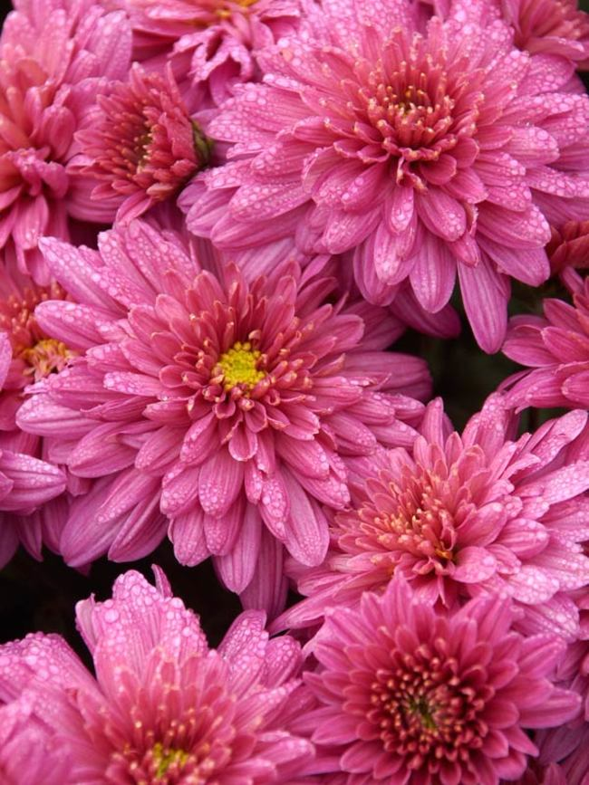 Mum Pink Stellar Pink - View 3 from www redcrocus com