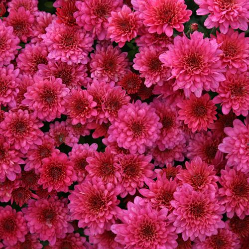 Mum Pink Stellar Pink - View 4 from www redcrocus com