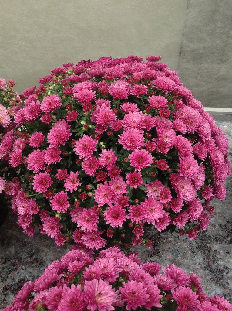 Mum Pink Stellar Pink - View 6 from www redcrocus com