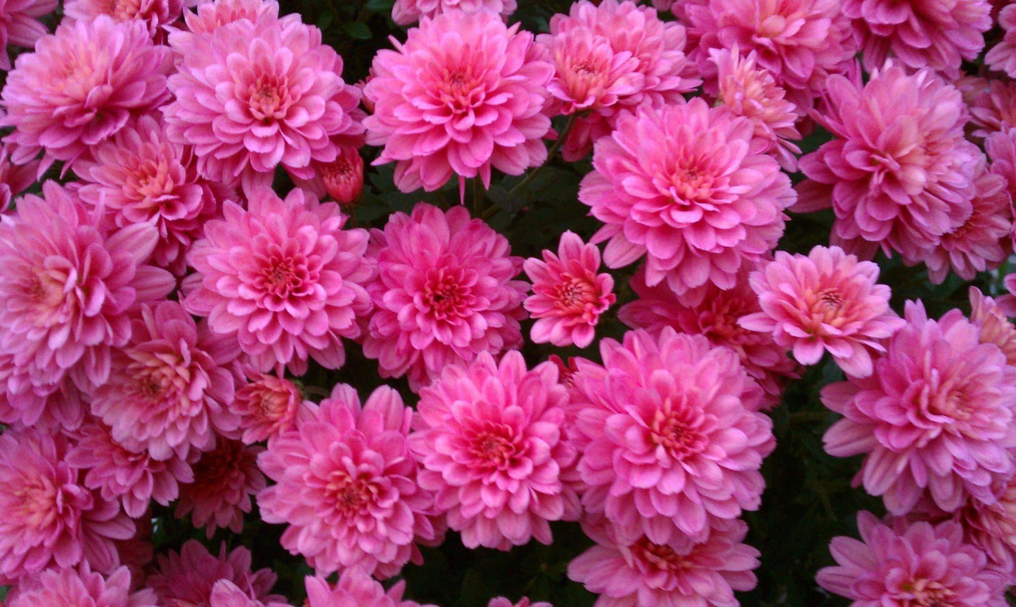 Mum Pink Stellar Pink - View 7 from www redcrocus com