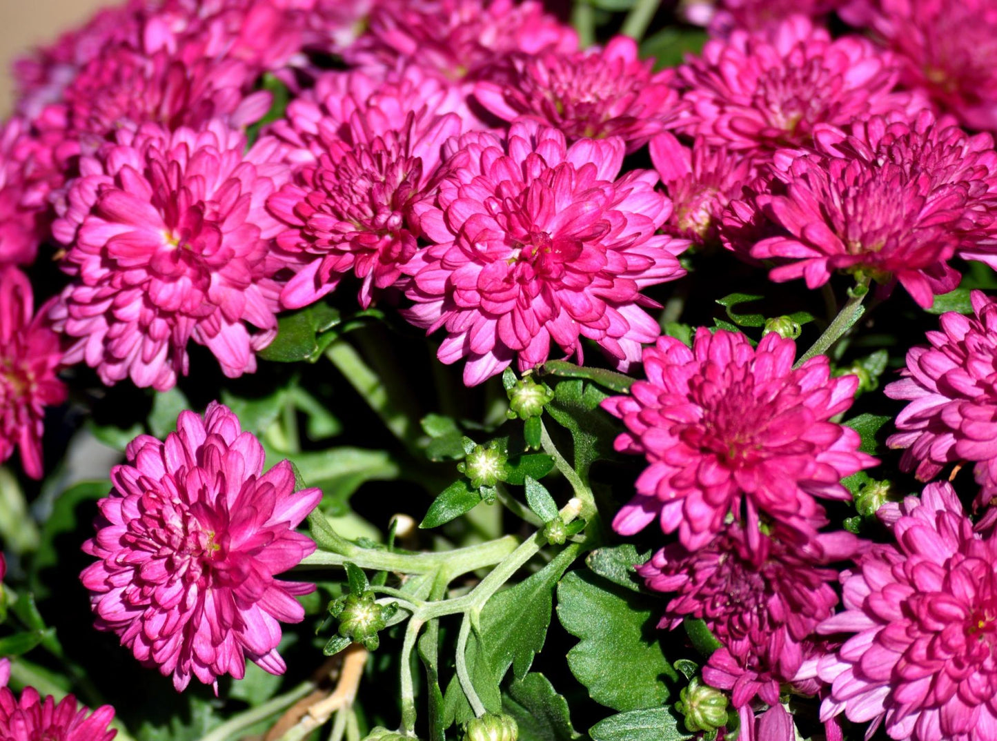 Mum Pink Stellar Pink - View 8 from www redcrocus com