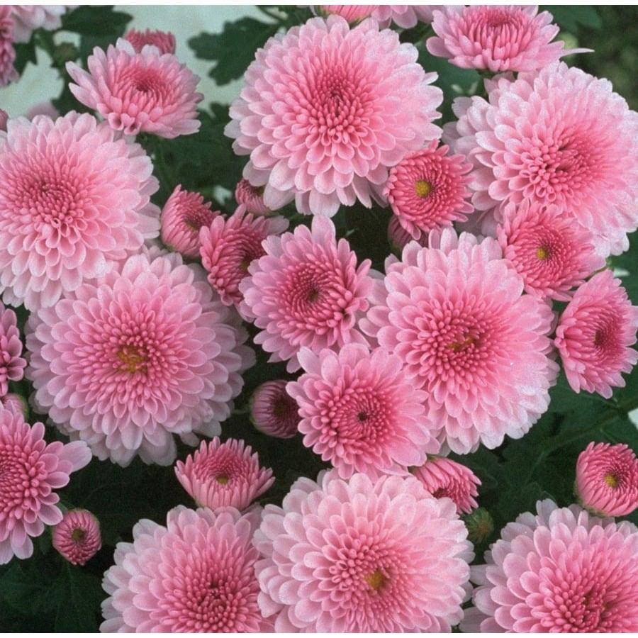 Mum Pink Stellar Pink - View 9 from www redcrocus com