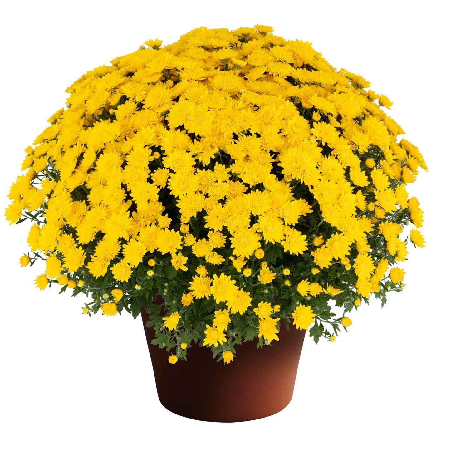 Mum, Yellow Conaco Yellow - View 14 from www redcrocus com