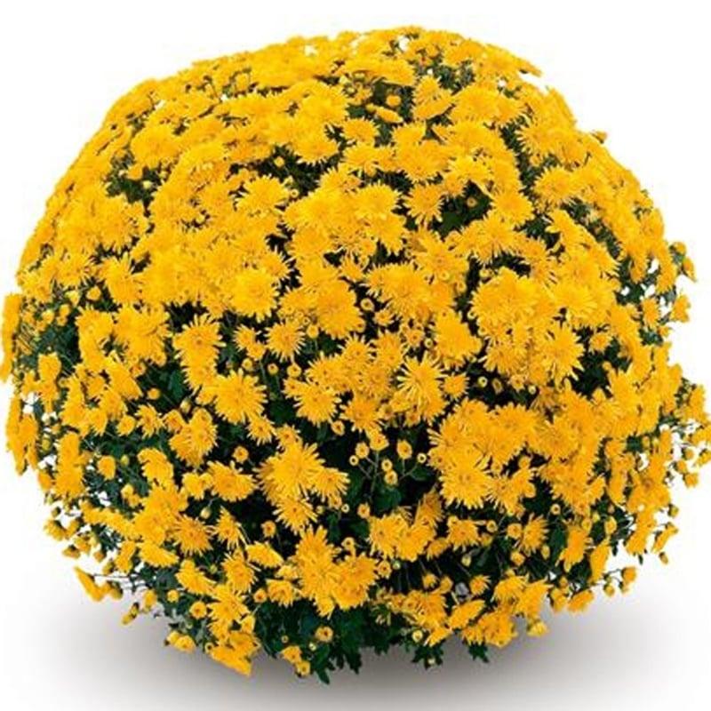 Mum, Yellow Conaco Yellow - View 15 from www redcrocus com