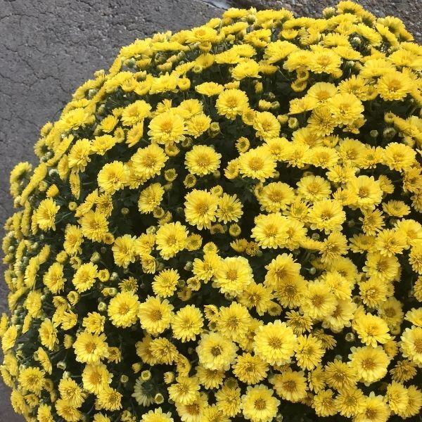 Mum, Yellow Conaco Yellow - View 19 from www redcrocus com