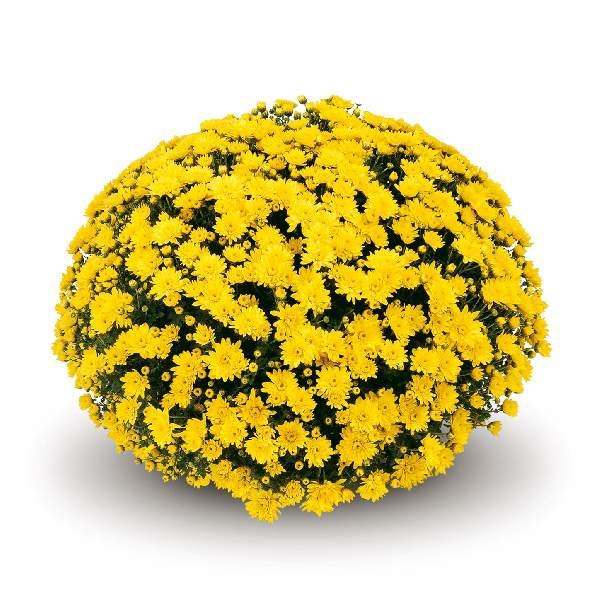 Mum, Yellow Conaco Yellow - View 1 from www redcrocus com